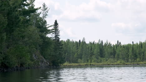 Pine-Trees-In-Boundary-Waters-Canoe-Area-Wilderness