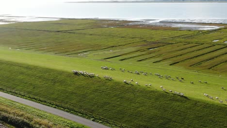 Aerial-wide-shot-of-walking-sheep-herd-on-pasture-beside-north-sea-in-Germany-during-sunny-day