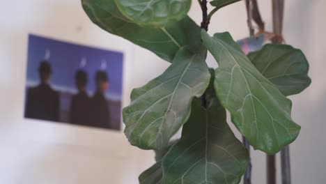 Fingers-wiping-dust-off-the-leaves-of-houseplant-Ficus-lyrata