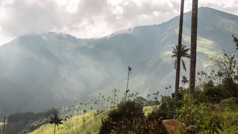 4k-Zeitrafferaufnahme-Einer-Landschaft-Mit-Riesigen-Palmen-Im-Cocora-Tal,-Kolumbien