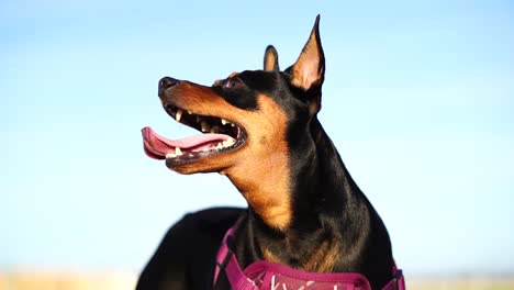Mini-Pinscher-looking-up-and-side-to-side-as-it's-panting-with-the-dog's-tongue-hanging-out-of-its-mouth-and-ears-standing-up-on-alert---low-angle-capturing-the-head,-slight-body,-blue-sky,-60FPS