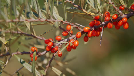 Orange-organic-sea-buckthorn-berries-growing-on-a-tree-close-up-with-a-shallow-depth-of-field-ready-to-harvest-in-slow-motion