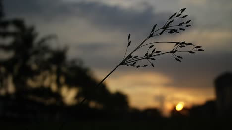 Sunset-Blur-Mit-Einem-Vom-Wind-Verwehten-Grashalm-Im-Vordergrund
