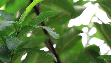 Close-up-detail-of-raindrops-falling-down-on-green-leaf-during-heavy-summer-monsoon-rainfall