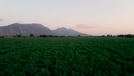 Impresionante-Paisaje-Rural-De-Campos-De-Cultivo-Agrícola---Paso-Aéreo-De-Drones