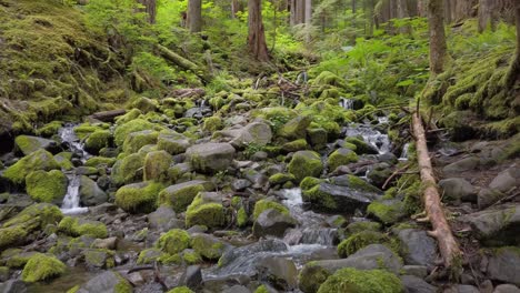 Wasserstrom-Fließt-Durch-Bemooste-Felsen-In-Bewaldeten-Wäldern,-Niedriger-Winkel