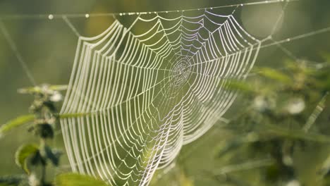 Spinnennetz-Voll-Mit-Morgentauwassertropfen-Im-Sonnenaufgangslicht