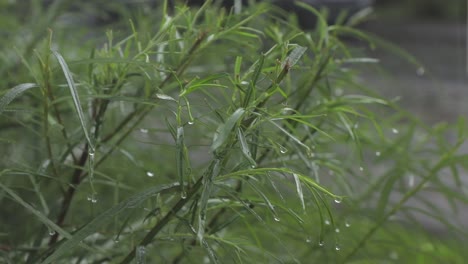 Heavy-rain-and-wind-on-green-plant-outside