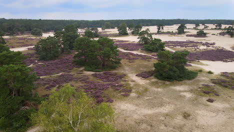 Aerial-of-purple-heather-fields-in-sand-dunes