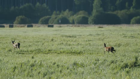 Two-roe-deers-walking-in-autumn-meadow-before-hunting-season