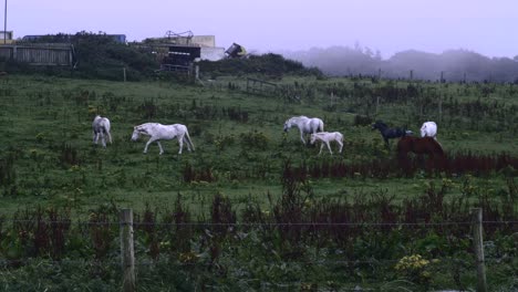 Eine-Herde-Pferde,-Die-Auf-Dem-Grünen-Gras-Auf-Dem-Feld-In-Nordirland-Spazieren-Gehen-Und-Fressen-–-Weitwinkelaufnahme