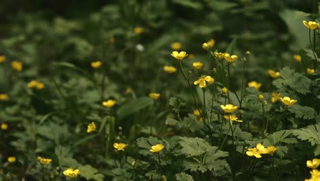 Buttercups-With-Tiny-Bright-Yellow-Blossoms-Growing-In-The-Field-Of-Northern-Ireland---Closeup-Shot
