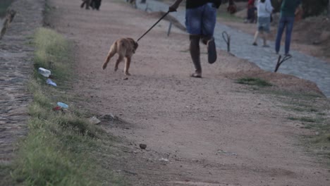 Golden-Retriever-Puppey-running-with-its-master-in-Galle-Dutch-Fort,-Sri-Lanka-Evening-Slow-Motion-b-roll-clip