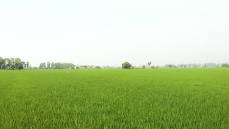 Blick-Auf-Die-Gut-Organisierte-Reisernte-Auf-Den-Feldern-Der-Provinz-Punjab,-Indien