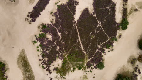 Top-down-Aerial-of-large-purple-heather-field-in-sand-dunes