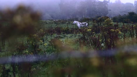 Wunderschönes-Weißes-Pferd-Allein-Im-üppigen-Grasland-In-Nordirland-An-Einem-Nebligen-Morgen-–-Weitwinkelaufnahme