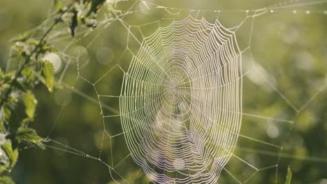 Spinnennetz-Voll-Mit-Morgentauwassertropfen-Im-Sonnenaufgangslicht
