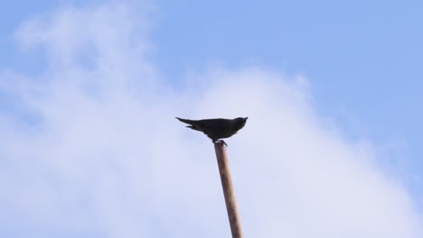 Black-Raven-in-iron-pole-in-construction-site-in-Galle-Dutch-Fort,-Sri-Lanka,-under-clear-blue-skies,-Panning-upwards-b-roll-slow-motion-clip