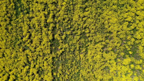 Feld-Mit-Schönen-Gelben-Blumen
