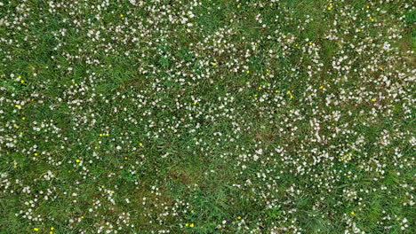 Meadow-full-of-dandelions-in-summer-cloudy-day