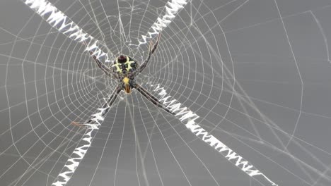 Spider-in-web-UHD-MP4-4k-