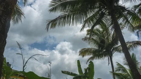 Sich-Bewegende-Wolken,-Zeitraffer,-Kokosnussbaum,-Sonniger-Tag