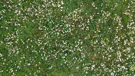 Meadow-full-of-dandelions-in-summer