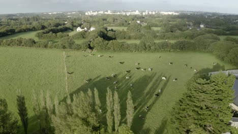 Aerial-view-flying-above-herb-of-cows-livestock-grazing-in-rural-countryside-farmland-rural-scene-close-to-city