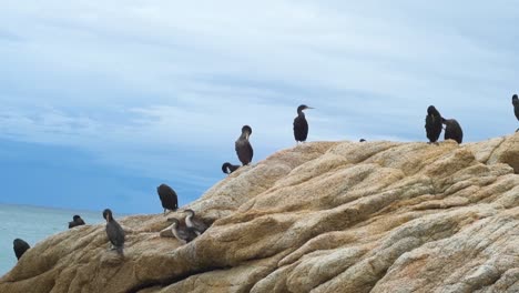 Group-of-cormorants-perched-on-the-rocks-of-the-coast-with-a-beautiful-blue-sky-in-the-background