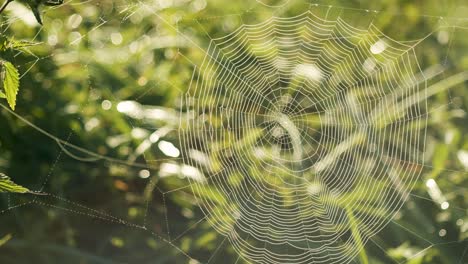 Spider-web-full-with-morning-dew-water-drops-in-bright-sunrise-back-light-slow-panning