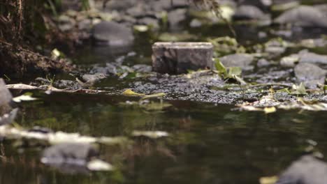 Bachstelzenvogel,-Der-Tagsüber-Sanft-An-Einem-Bach-Im-Norden-Irlands-Vorbeifliegt
