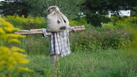 Unscary-scarecrow-standing-in-unkept-field