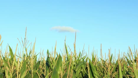Strong-winds-making-the-corn-wave-with-clear-blue-sky-in-the-background-tilting-down-to-reveal-the-vibrant-green-colour-of-the-crop-in-closeup