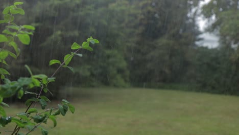 Starker-Regen-Und-Wind-Auf-Pflanzen-Und-Bäumen-Im-Garten-Hinter-Dem-Haus,-Großbritannien,-Hertfordshire,-Tagsüber