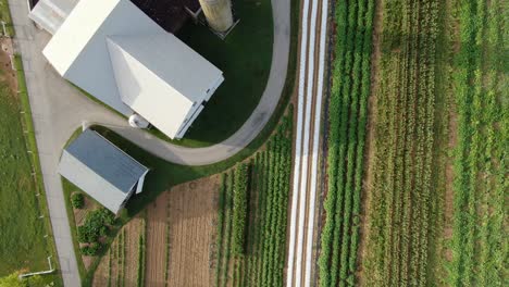 Top-down-aerial-of-Amish-family-farm-in-Pennsylvania,-USA,-straight-long-rows-of-vegetable-produce-plants-in-garden,-barns,-silos-on-summer-day,-farm-to-table-produce-concept