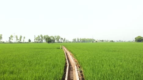Blick-Auf-Die-Gut-Organisierte-Reisernte-Auf-Den-Feldern-Der-Provinz-Punjab,-Indien