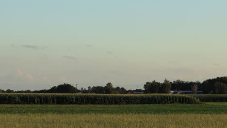 Meadow-and-corn-crop-farmland-landscape-at-sunset-dusk-with-a-train-coming-through-below-the-tree-line-and-above-the-agriculture-fields-disappearing-right-of-the-frame