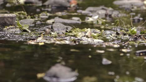 Bachstelzenvogel,-Der-Durch-Einen-Fluss-Im-Norden-Irlands-Geht-Und-Blickt