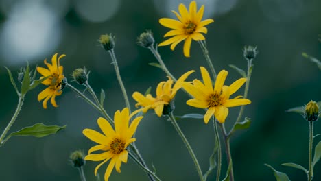 Topinambur-Helianthus-Tuberosus-Gelbe-Blüten-Im-Abenddämmerungslicht