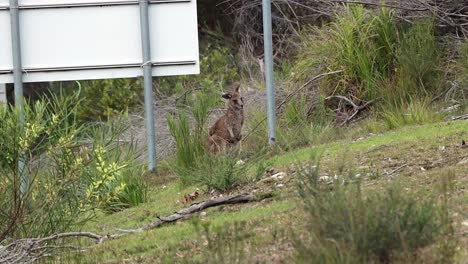 Two-Kangaroos-feeding-on-by-the-side-of-the-road-on-Booderee-National-Park-Australia-looking-at-the-viewer,-Handheld-stable-shot