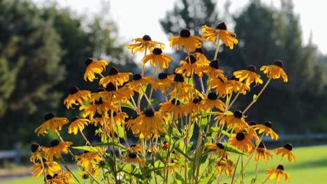 Sonnenblumen-An-Einem-Strahlend-Sonnigen-Sommermorgen,-Von-Links-Nach-Rechts