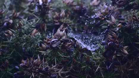 Spinnennetz-Auf-Getrockneten,-Taufeuchten-Ginsterblüten-Auf-Der-Wiese---Nahaufnahme