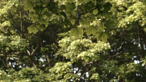 Üppiges-Grünes-Laub-Eines-Ahornbaums-In-Den-Wäldern-Nordirlands-Im-Sommer