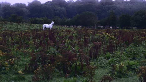Weißes-Pferd-Steht-Auf-Dem-Feld-Mit-üppigen-Bäumen-Im-Hintergrund-In-Nordirland,---Weitwinkelaufnahme