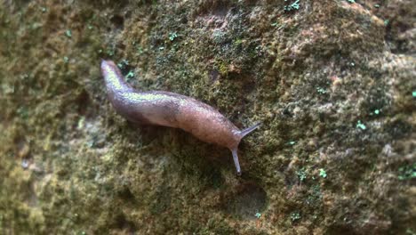 Slug-moves-across-a-rock