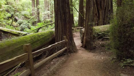 Walking-through-Muir-Woods-National-Forest-in-San-Francisco,-California