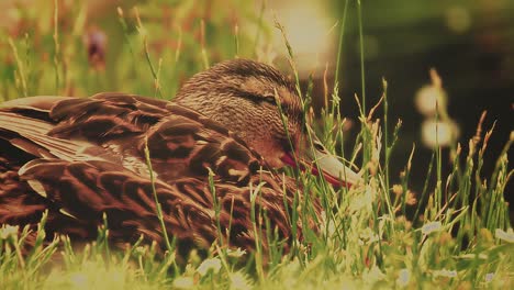 Duck-laying-in-the-grass-close-to-the-river-a-closeup-fullshot