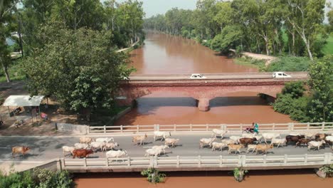 Eine-Gruppe-Rinder-überquert-Die-Brücke-über-Den-Schlammigen-Fluss-Im-Punjab-Gebiet