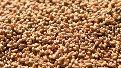 Slow-and-Cinematic-pan-of-Wheat-Grains-in-a-heap