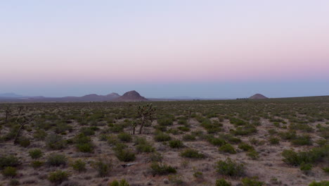 Flying-over-Joshua-trees-in-Southern-California's-Mojave-Desert-at-sunrise-or-sunset